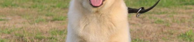 纯种拉布拉多犬价格,品质与地域因素影响下的价格波动”
