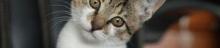 娱乐吃瓜小猫咪视频,小猫咪视频引发网友狂欢