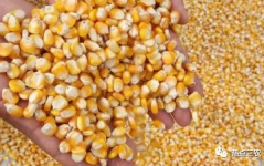 粮食价格,解析市场动态与民生影响