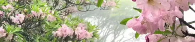 杜鹃的诗句,诗意中的悲欢离合