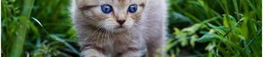 娱乐吃瓜酱猫尾巴,揭秘猫妖白茸的神奇魅力