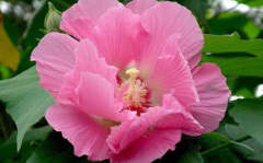 芙蓉花,绽放东方的美丽传奇