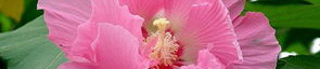 芙蓉花,绽放东方的美丽传奇
