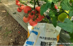 西红柿种植,从播种到收获的实用指南