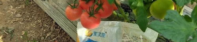 西红柿种植,从播种到收获的实用指南